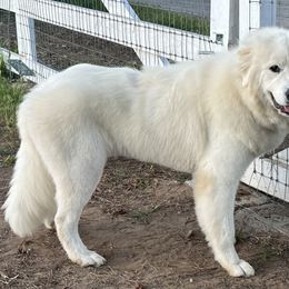 Great Pyrenees All Grown Up from McCarthy Ranchette