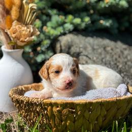 Big James - Parti male Goldendoodle puppy in Urbana, Illinois from ZaraDoodles
