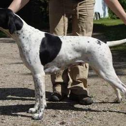 Olive - Pointer