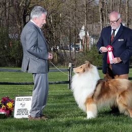 Biewer Terrier and Collie Puppies from Juan F Londono Esteban