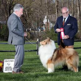 Biewer Terrier and Collie Puppies from Juan F Londono Esteban