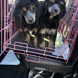 Poodle Puppies from Foot Hills Amazing Poodles