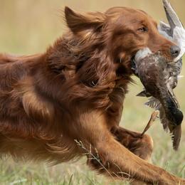 Golden Retrievers from Roepke Golden Retrievers