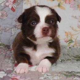 Cricket - Red tri male Toy Australian Shepherd puppy in Okeana, Ohio from Fetching Toy Aussies