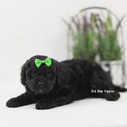 Spade (Green Collar Male) - Black male Cavapoo puppy in Republic, Missouri from Red Skye Puppies