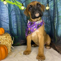 Yosemite - Fawn male Boxer puppy in Cache County, Utah from Red Rock Boxers