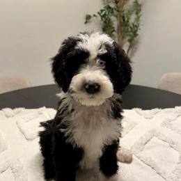Coco - Black and white male Bernedoodle puppy in Moreno Valley, California from Ayy_Doodles