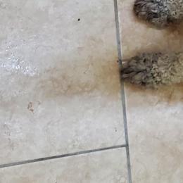 Esther  - Poodle