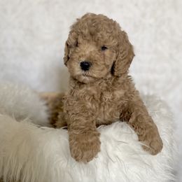 Goldendoodle Puppies from Serene Canyon Doodles