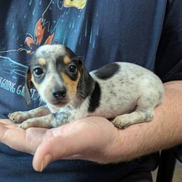 4 Bow - Black and cream male Dachshund puppy in Central Point, Oregon from MRS Long Dog Ranch