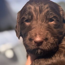 Bernedoodles from Gentle Giants Doodle Co.