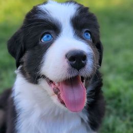 Homer - Australian Shepherd puppy from Kerr Aussies