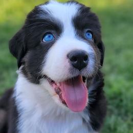 Homer - Australian Shepherd puppy from Kerr Aussies