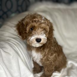 Havanese and Havapoo Puppies from Ladypawspuppies