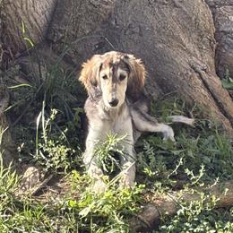 Vihaan - Black and silver male Saluki puppy in Los Angeles, California from Srinagar Salukis