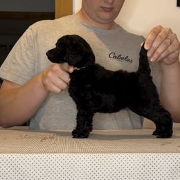 Poodle Puppies from Pawsable Prospects