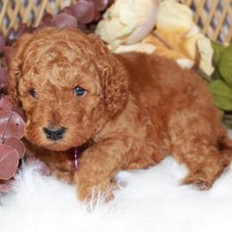 Purple Girl - Red  female Goldendoodle puppy in Belgreen, Alabama from Scott’s Farm Poodles and Doodles