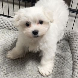 R2D2 - Maltese