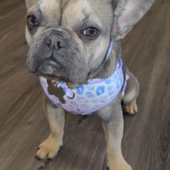 Taylor - Blue fawn French Bulldog puppy in Chesapeake, Virginia from Maramour Frenchies LLC