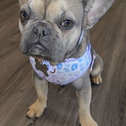 Taylor - Blue fawn French Bulldog puppy in Chesapeake, Virginia from Maramour Frenchies LLC