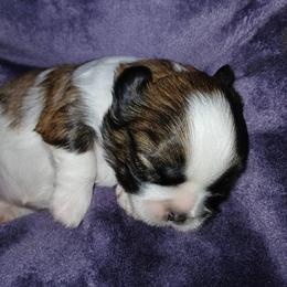 Girl 1 - female Shih Tzu puppy in Benbrook, Texas from 2 Sons & 4 Paws Puppies