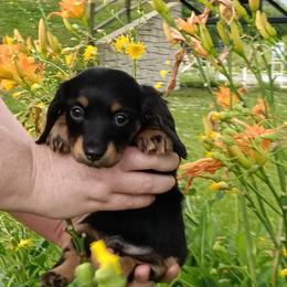 Asher - Black and tan male Dachshund puppy in Round Lake Beach, Illinois from Doxie Dynasty