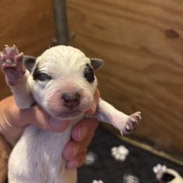 Boy 4 - Blue speckled male Australian Cattle Dog puppy in Valley Mills, Texas from Bottoms Up Cattle Dogs