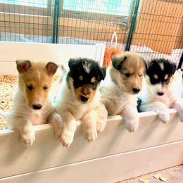Collie puppies from Whitehall Collies