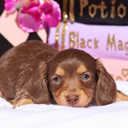 Peaches-n-Cream - Chocolate and cream female Dachshund puppy in Woodbine, Georgia from Walker's Minidachs
