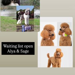 Poodle puppies from Encantos Standard Poodles PR