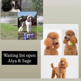 Poodle puppies from Encantos Standard Poodles PR
