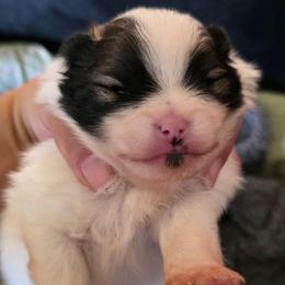 Adkpom Willow AKC Orange Sable Parti 3500 - Orange parti female Pomeranian puppy in Gloversville, New York from ADKPOM Adirondack Pomeranians