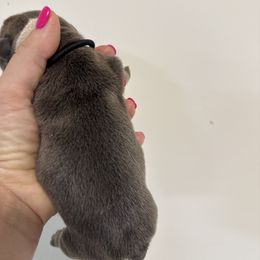 Boy 2 - Blue tri-color male Bulldog puppy in Cumming, Georgia from Happy Place Kennels