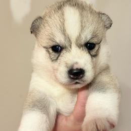 Daisy - Gray and white female Siberian Husky puppy in Virginia from WJKennels