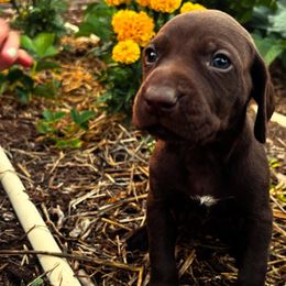 German Shorthaired Pointer Puppies from Justin Anderson