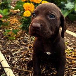 German Shorthaired Pointer Puppies from Justin Anderson