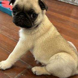 Pug Puppies from Buckingham Pugs of Alabama