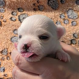 Padmé - Cream and white female Chihuahua puppy in Jacksonville, Florida from Precious Paws of Florida - Chihuahuas