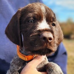 Boy 1 - Brown and gray male Wirehaired Pointing Griffon puppy in Emmett, Idaho from Idaho Wirehaired Pointing Griffons