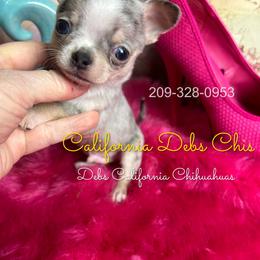Boy 2 - male Chihuahua puppy in Manteca, California from Deb's Chihuahuas California
