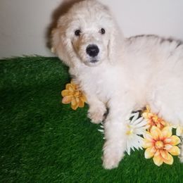 Poodle Puppies from Standard Hearts