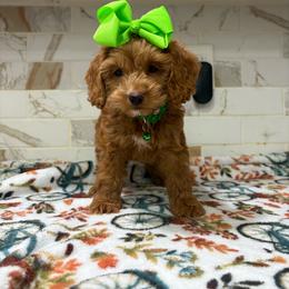 Barkley - Red and white male Cockapoo puppy in Delran, New Jersey from HMH’s Maltipoos & Cavaliers