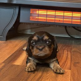 Laney - Black and tan female Cavalier King Charles Spaniel puppy in Watkinsville, Georgia from Cavaliers of Windsor