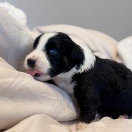 Shadow AKC - Black tri-color male Australian Shepherd puppy in Polk City, Florida from Skaky Shepherds