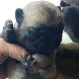 Girl 1 - Fawn female Pug puppy in Gadsden, Alabama from Carla's Pugs