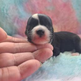 Puppy 2 - Black and white female Chinese Crested puppy in New Castle, Pennsylvania from Long Haul Cresteds & Long Rotts