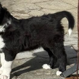 Border Collies from Murphys Farm