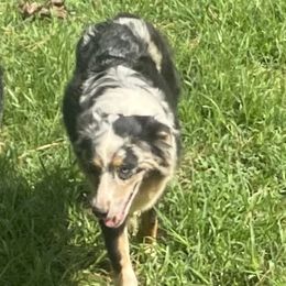 Raelyn - Australian Shepherd