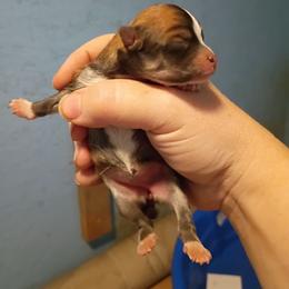 Beauty girl - Orange parti female Pomeranian puppy in Parthenon, Arkansas from Michelle's Poms