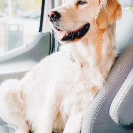 Golden Retriever All Grown Up from Evergreen Retrievers